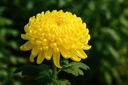 Golden Japanese chrysanthemum called kiku
