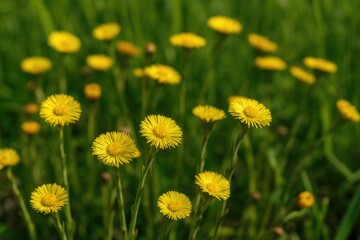 Fototapeta premium Medicinal Plant Featuring Bright Yellow Coltsfoot Flowers