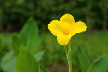 Obraz premium The vibrant bloom of the yellow eight o'clock flower at dawn