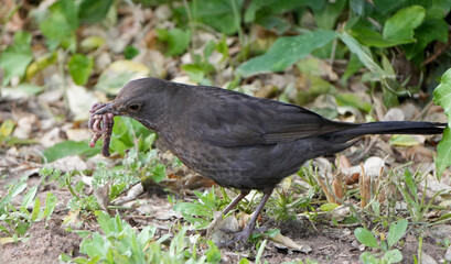 a female common blackbird, Turdus merula, with a worm in its beak