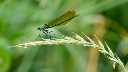 a beautiful demoiselle, Calopteryx virgo, dragonfly perched on a green grass stem