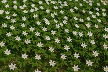Pure White Wildflower Bloom