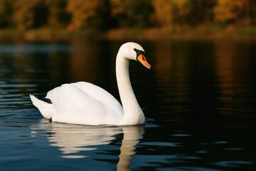 Obraz premium Elegant White Swan on a Dark Waters Surface