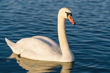 Obraz premium Elegant white swan gliding across a tranquil lake