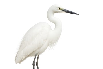 Snowy avian species in flight
