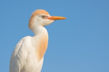 Fototapeta premium The Western Cattle Egret Bird Species