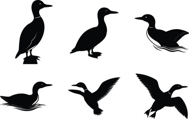 Common Murre Silhouette Vector Illustration Set