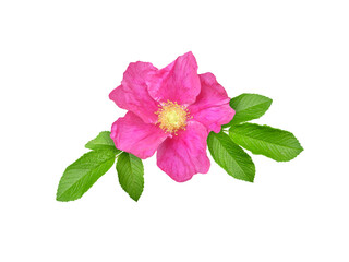 Rosa rugosa or Beach rose bright pink flower and leaves isolated transparent png