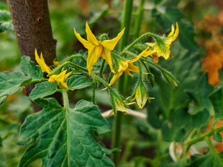 Bright Yellow Tomato Blossoms Blooming on a Healthy Green Plant