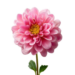Fototapeta premium A vibrant pink dahlia flower with a yellow center and green stem isolated on transparent background