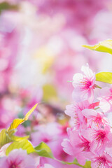 Close-up of Kawazu Cherry Blossoms in Full Bloom in Ooita