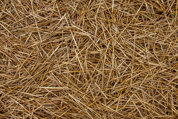 close-up of dry straw on harvested field stubble

