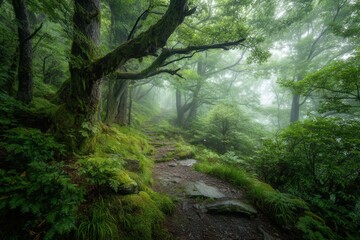 Obraz premium There is a serene path winding through a lush green forest