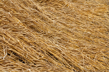 Golden wheat field ready for harvest
