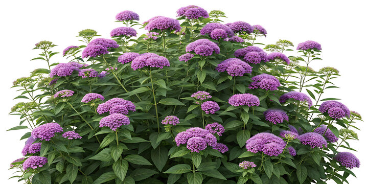 Lush spirea bush overflowing with vibrant purple blooms a stunning display of nature s artistry under soft lighting and