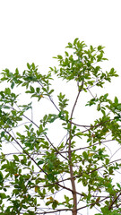 A tree with green leaves and brown branches, the leaves are small and oval-shaped, the background is white, the branches are thin and sparse