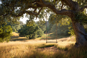 Side view of a rope swing swaying slightly under large oak tree in sunlit meadow, no people, golden grass