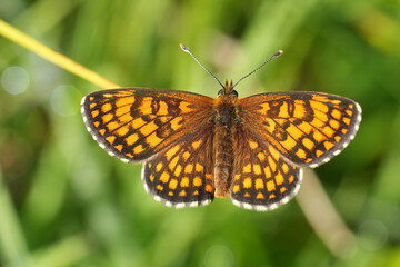 Fototapeta premium Closeup on a fresh emerged European heath fritillary butterfly, Melitaea athalia