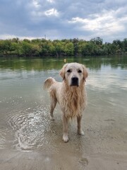dog on the beach