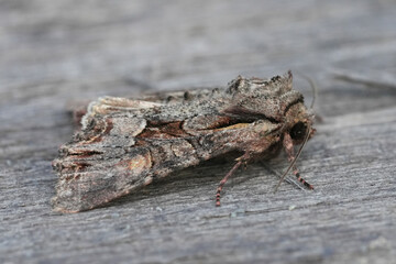 Closeup on a European olet moth, Lacanobia w-latinum sitting on wood