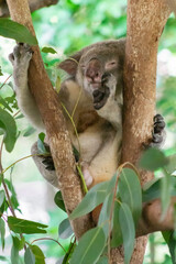 Cute Wild Koala munching leaves and sleeping on eucalyptus tree branches in a natural habitat during daylight hours in Australia. Wildlife Moment. Animal in Nature Close up.