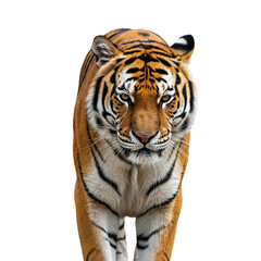 Obraz premium Majestic Siberian Tiger Powerful Cat Walking on White Background