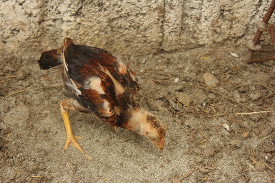 A vibrant, high-contrast close-up of a young Aseel chick showcasing its distinct black and red plumage