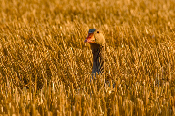 Curious greylag goose peeking through golden stubble field at sunset