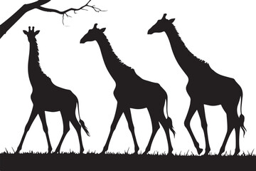 "Giraffe Trio in Silhouette"
"Elegant Giants in Harmony"
"Savanna Stroll: Giraffes in Black and White"