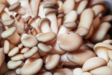 Fresh oyster mushrooms in natural light with detailed texture and soft earthy tones. Concept of oyster mushrooms, organic food and healthy nutrition. Natural background