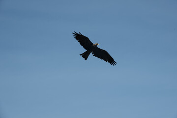 vogel himmel flug adler