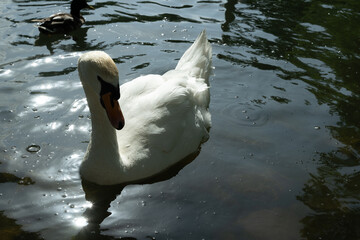 schwan see teich tier