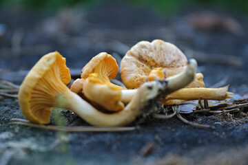  Fresh golden chanterelles on tree stump