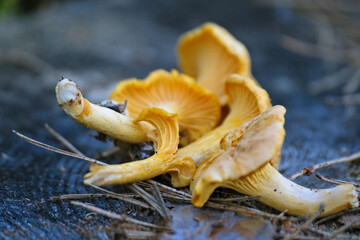  Fresh golden chanterelles on tree stump