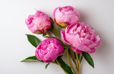Four light pink peonies with lush green leaves arranged on a bright white background, creating a vibrant yet delicate floral composition