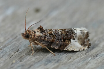 Closeup on a Marbled Orchard, moth, Hedya nubiferana