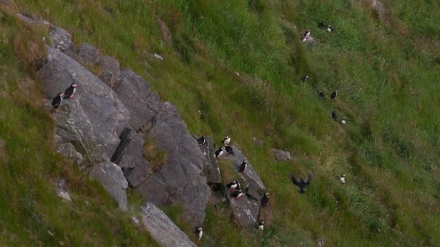 Atlantic Puffin, Fratercula artica, artic black and white cute bird with red bill sitting on the rock, nature habitat, Runde island, Norway. Wildlife dark night. Funny bird on coast wide landscape.