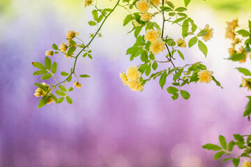 Soft Yellow Lady Banks' Roses with Wisteria Background in Springtime Japan