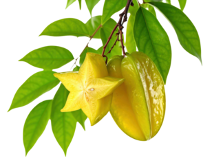 A close-up of a vibrant yellow star fruit on a branch with green leaves, one fruit whole and another perfectly sliced to reveal its distinctive star shape, exuding tropical freshness.