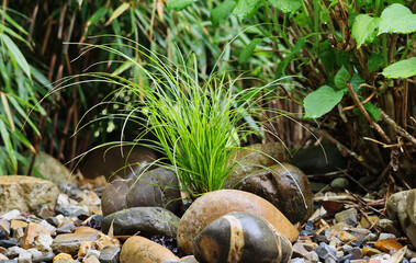 tuft of grass between big wet pebble stones