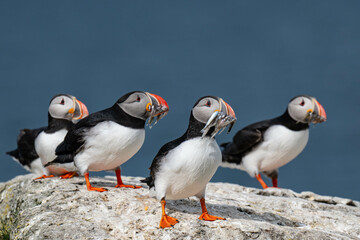 Puffins 