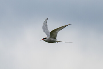 Arctic tern