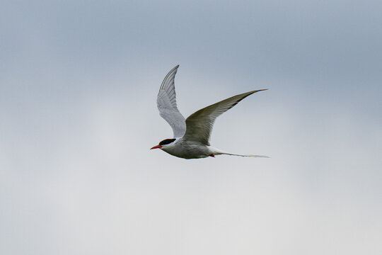 Arctic tern - Powered by Adobe