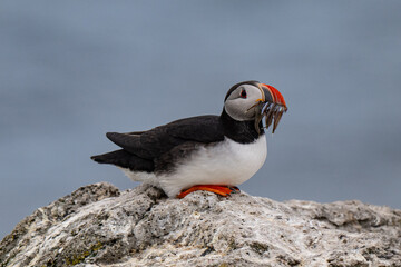 Puffins 