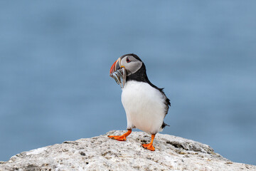 Puffins 