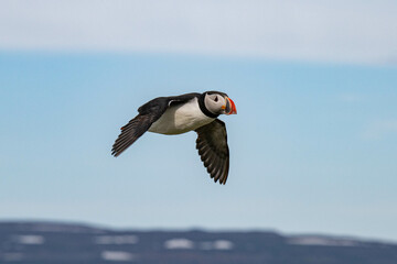 Puffins 