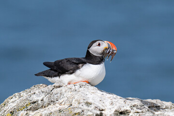 Puffins 