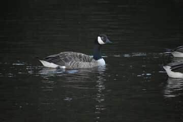 canada goose swimming in water