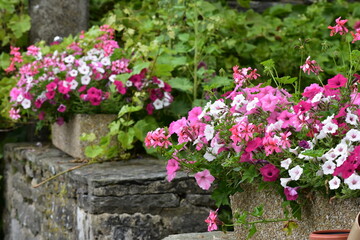 pink flowers in a garden