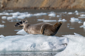 Fototapeta premium Bearded seal in the Arctic